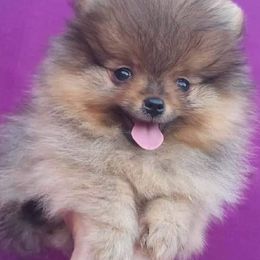Pomeranians from Upstate Pomeranian