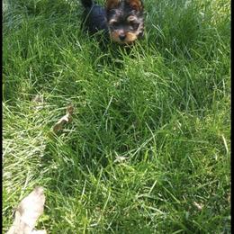 Pomeranian and Yorkshire Terrier Puppies from Melrey's paws
