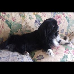 Brie - Pekingese