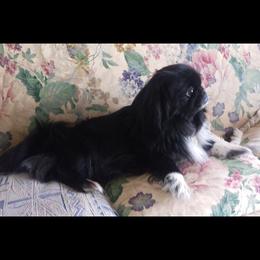 Brie - Pekingese