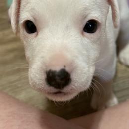 Promise Land - White female Jack Russell Terrier puppy in Yakima County, Washington from Saddle Rock Kennels