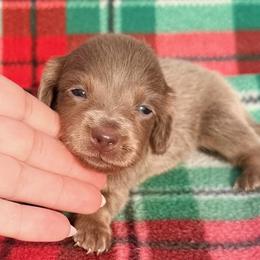 Chloe - Fawn (isabella) and tan female Dachshund puppy in Chelsea, Oklahoma from Elite Puppies of Oklahoma, LLC