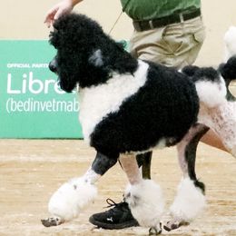 Poodles from JHT’s Standards