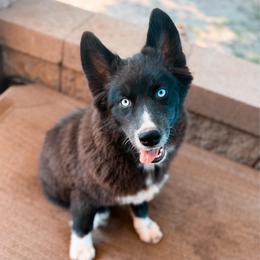 Honey - Black and white female Pomsky puppy in Cleveland, Ohio from Lake Point Pomskies