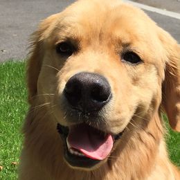 Golden Retrievers from SunMist Golden Retrievers