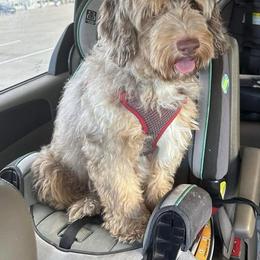 Duchess - Aussiedoodle