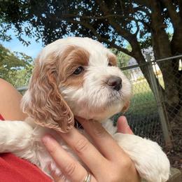 Purple Collar - Parti female Goldendoodle puppy in Winchester, Tennessee from Mahaffey’s Doodles