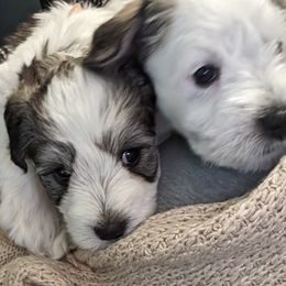 Miniature Schnauzer Puppies from PartiLife Miniature Schnauzers