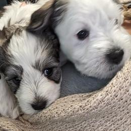 Miniature Schnauzer Puppies from PartiLife Miniature Schnauzers