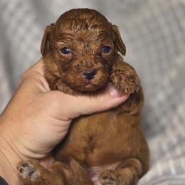 Willie - Red male Cavapoo puppy in West Point, Mississippi from Golden Paws