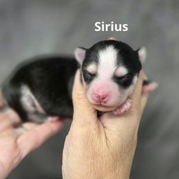Sirius - Black and white male Pomsky puppy in Fredericksburg, Virginia from Purely Pomskies