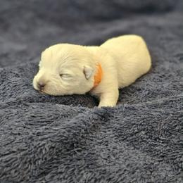 Wyatt-Orange Collar - White male West Highland White Terrier puppy in Toronto, Ohio from Shekinah’s Mi-Kis & Cricket Hill’s Westies
