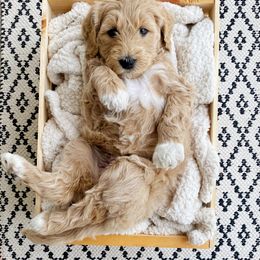 Assorted Doodle Crosses and Goldendoodle Puppies from Wake Forest Darling Doodles