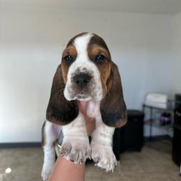 Boy 5 - Black brown and white male Basset Hound puppy in Las Animas, Colorado from J&D Dachsies