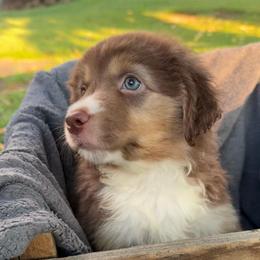 Rosalee - Red tri-color female Miniature American Shepherd puppy in Allentown, Pennsylvania from Great Companions MAS -Pennsylvania