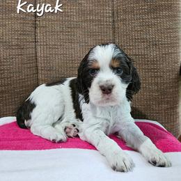 Kayak - Liver white and tan female English Springer Spaniel puppy in Grant, Michigan from Bedell's Riverdog Run