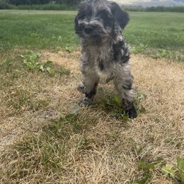 Girl 5 - Goldendoodle puppy in Palmer, Alaska from Northern Aussiedoodles