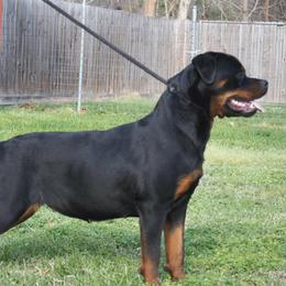 Aurora - Rottweiler