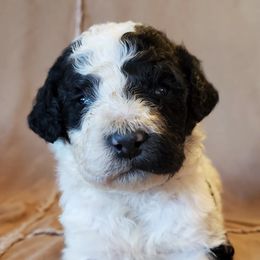 Bernedoodles from Cutesy Poodles and Doodles