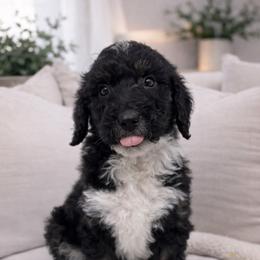 Goldie - Black female Sheepadoodle puppy in Thornville, Ohio from Four Front Doodles & Friends