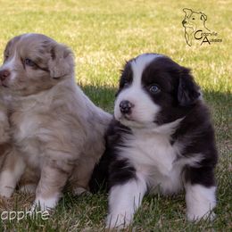 Australian Shepherd Puppies from Cedarville Aussies