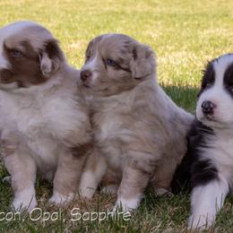 Australian Shepherd Puppies from Cedarville Aussies