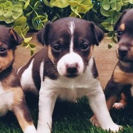 Chihuahuas and Rat Terriers from Emadens