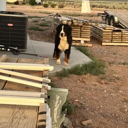 Dallee - Bernese Mountain Dog