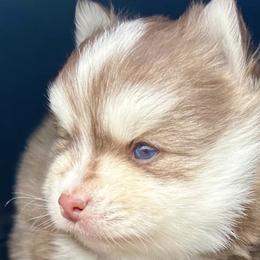 Pomskies from Blue Sky Heaven Pomskies