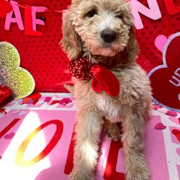 Goldendoodle Puppies from az goldendoodle pups