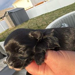 Tux - Black and tan male Yorkshire Terrier puppy in Knoxville, Tennessee from Rainbow Bliss Yorkies