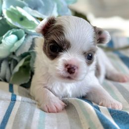 Boy A - Fawn and white male Chihuahua puppy in Chino Valley, Arizona from Lane’s Little Longhairs