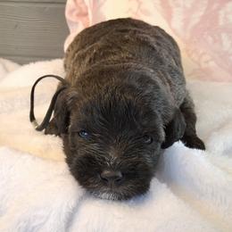 Natasha - Black female Schnoodle puppy in Novinger, Missouri from Stormi Sky Schnoodles