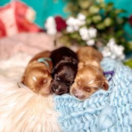 Purple - Caramel male Australian Labradoodle puppy in Decatur, Alabama from Southern Meadows Doodles