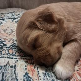 Cyrus - male Assorted Doodle Crosses puppy in Northumberland, Pennsylvania from Light and Life Doodles