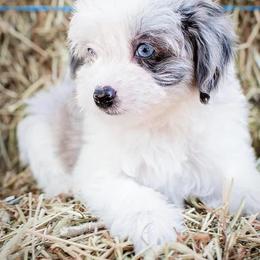 Aussiedoodle and Miniature Australian Shepherd Puppies from Biggie Ranch