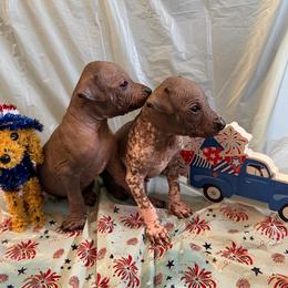Vault and guacamole - White and black male Xoloitzcuintli puppy in Manitowoc, Wisconsin from Wonderland Kennel