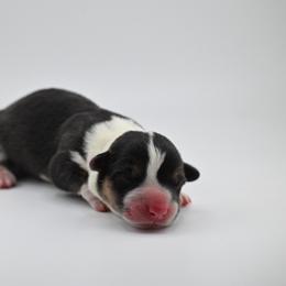 Maple - Black and white female Cardigan Welsh Corgi puppy in Bland, Missouri from Shadey Lane Corgis