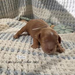 Toby - Apricot male Goldendoodle puppy in Phelan, California from High Desert Doodles - the original