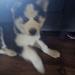 Siberian Husky Puppies from Apple Oak Castle Siberians