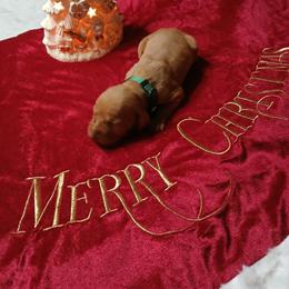 Green - Golden rust male Vizsla puppy in Maineville, Ohio from Izabella Vizslas