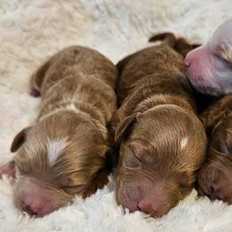 Goldendoodles from Perfect Puppy Doodles