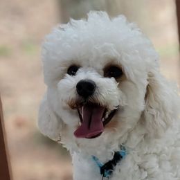 Maltipoos from Alabama Maltipoo