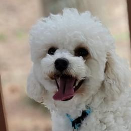 Maltipoos from Alabama Maltipoo