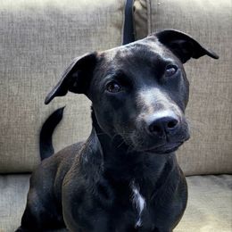 Lulu - American Hunt Terrier