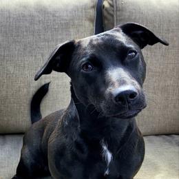Lulu - American Hunt Terrier