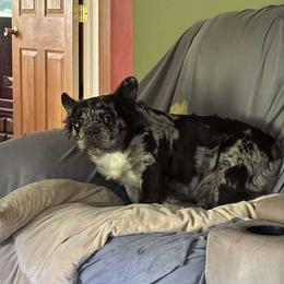 Kiwi - Blue female French Bulldog puppy in Kerens, West Virginia from Leather & Lace