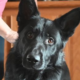 Koffee - German Shepherd