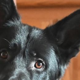 Koffee - German Shepherd
