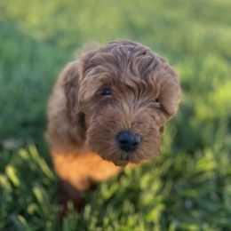 Goldendoodle Puppies from J&J Doodles
